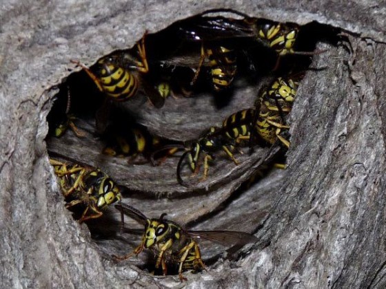Kick the hornets nest
